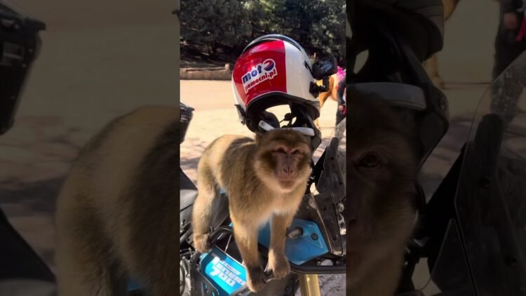 [ID: 0wzx5fUCkT8] Youtube Automatic