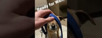 [ID: 1RR63bN0004] Youtube Automatic