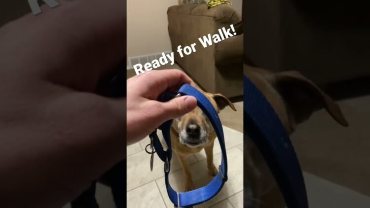 [ID: 1RR63bN0004] Youtube Automatic