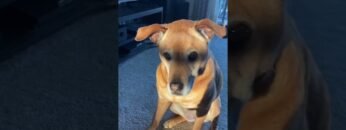 [ID: E8cvInKq8NA] Youtube Automatic