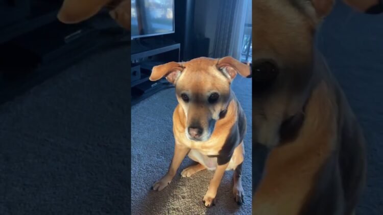 [ID: E8cvInKq8NA] Youtube Automatic