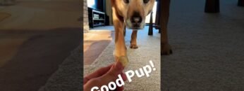 [ID: g4k9-zHKiK4] Youtube Automatic