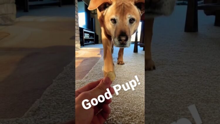 [ID: g4k9-zHKiK4] Youtube Automatic