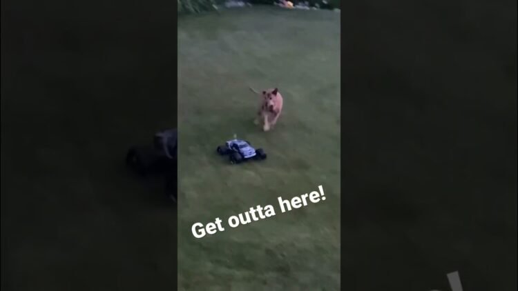 [ID: Id8ZVUN0uJE] Youtube Automatic