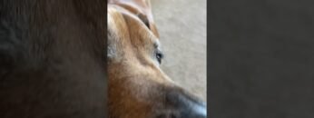 [ID: KQMh7iK7RH4] Youtube Automatic