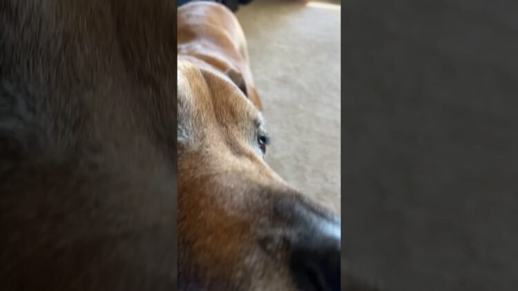 [ID: KQMh7iK7RH4] Youtube Automatic