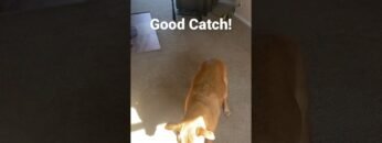 [ID: QfrRVaSTzVI] Youtube Automatic