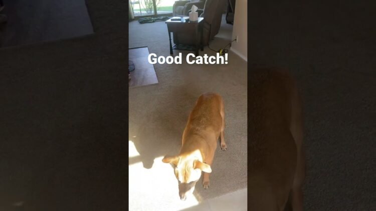 [ID: QfrRVaSTzVI] Youtube Automatic