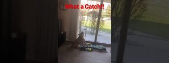 [ID: siL9H5LuqUE] Youtube Automatic