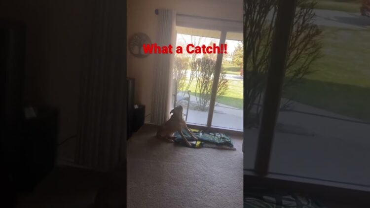 [ID: siL9H5LuqUE] Youtube Automatic