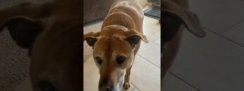 [ID: VUCvtvBP9sE] Youtube Automatic