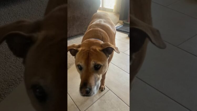 [ID: VUCvtvBP9sE] Youtube Automatic