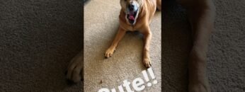 [ID: wfoxU2kIjeg] Youtube Automatic